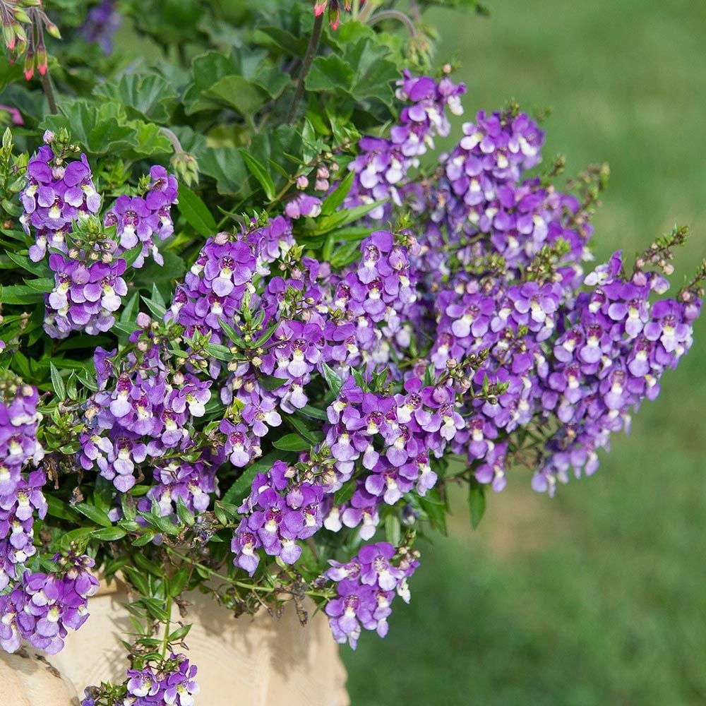 Angelonia angustifolia AngelMist® Spreading Bluebird