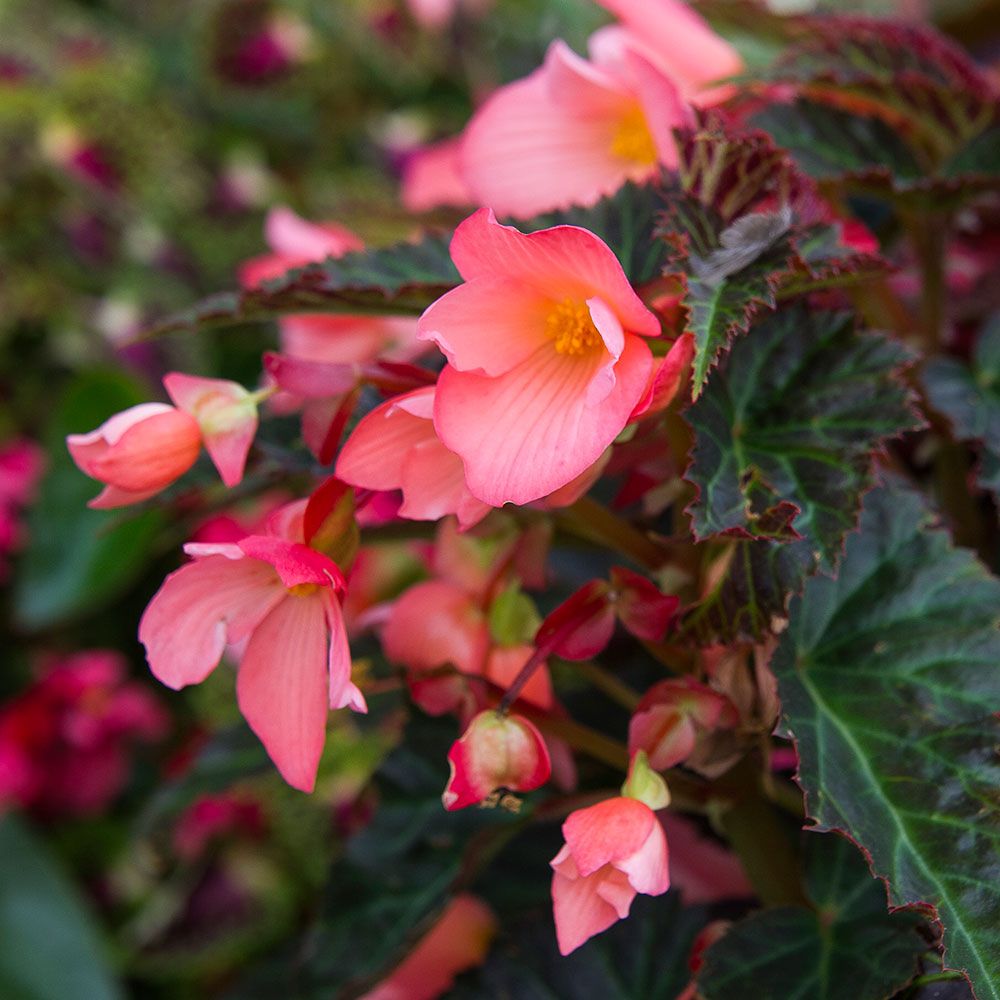 Sunset City Annual Collection White Flower Farm