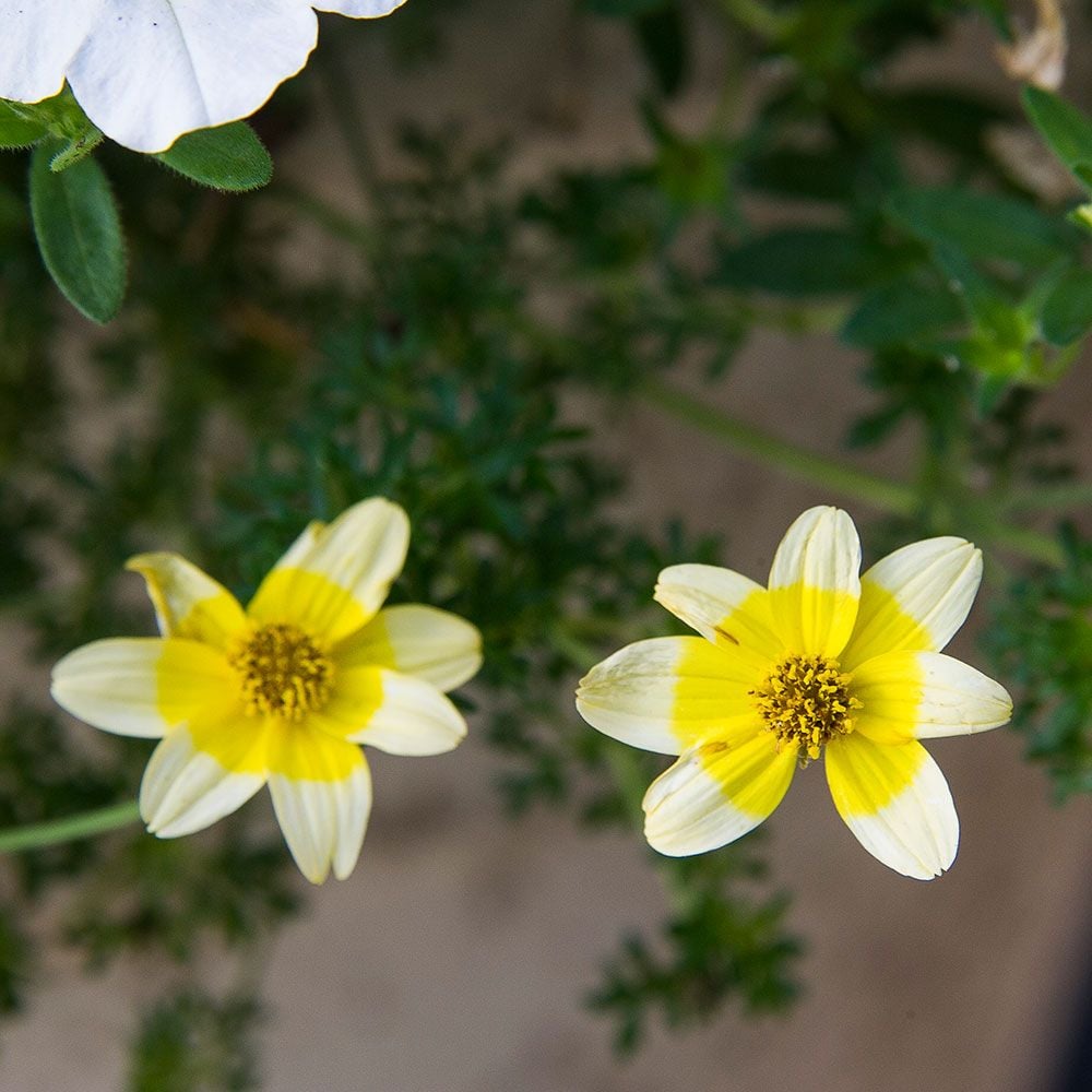 Bidens Cupcake™ Banana Cream