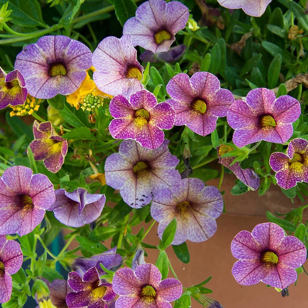 Calibrachoa Chameleon® Blueberry Scone | White Flower Farm