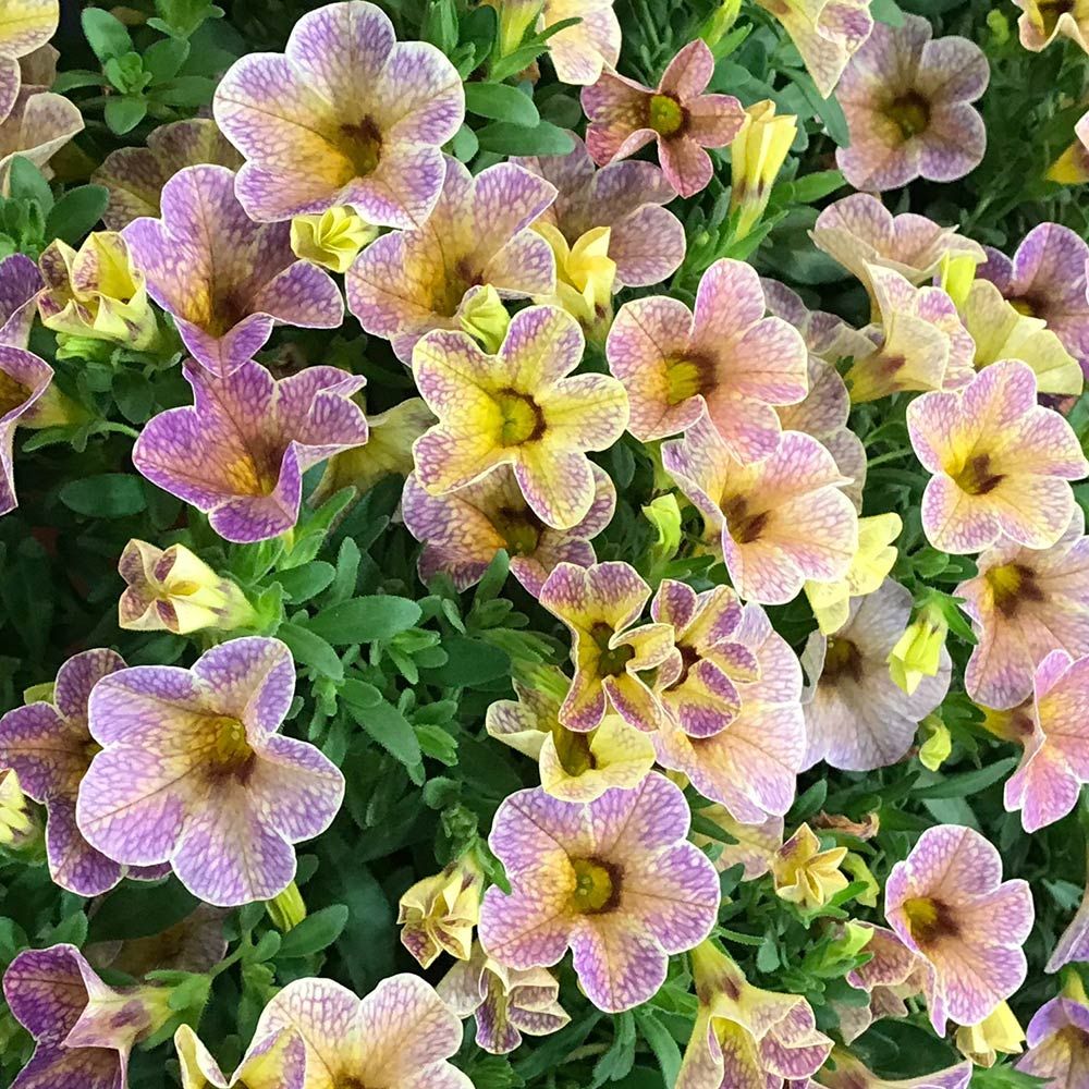 Calibrachoa Chameleon® Blueberry Scone | White Flower Farm