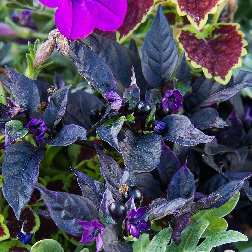 Ornamental Pepper: Capsicum 'Purple Flash'