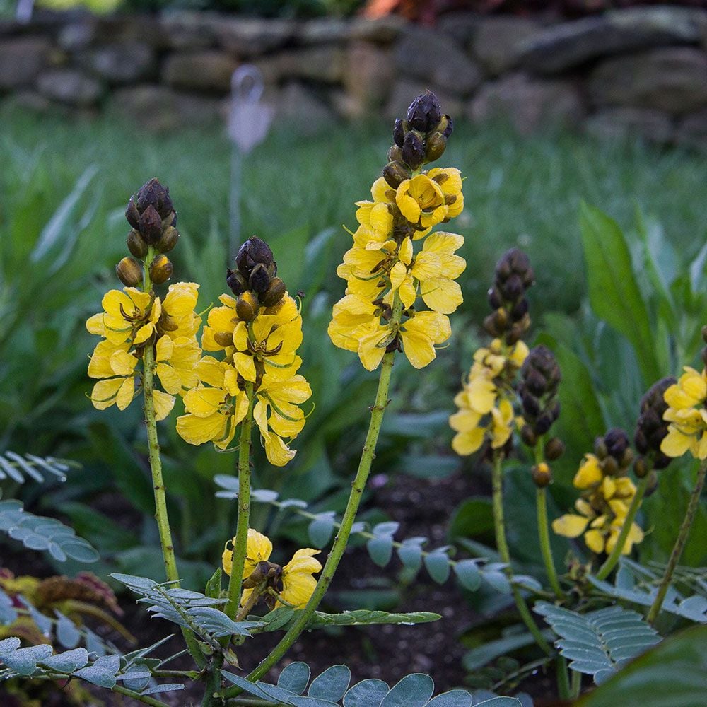 Popcorn Cassia (Senna didymobotrya)