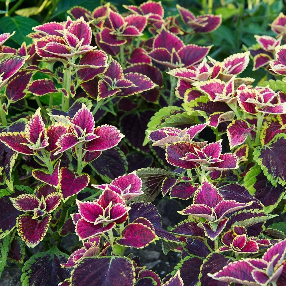 Coleus 'Beckwith's Gem'