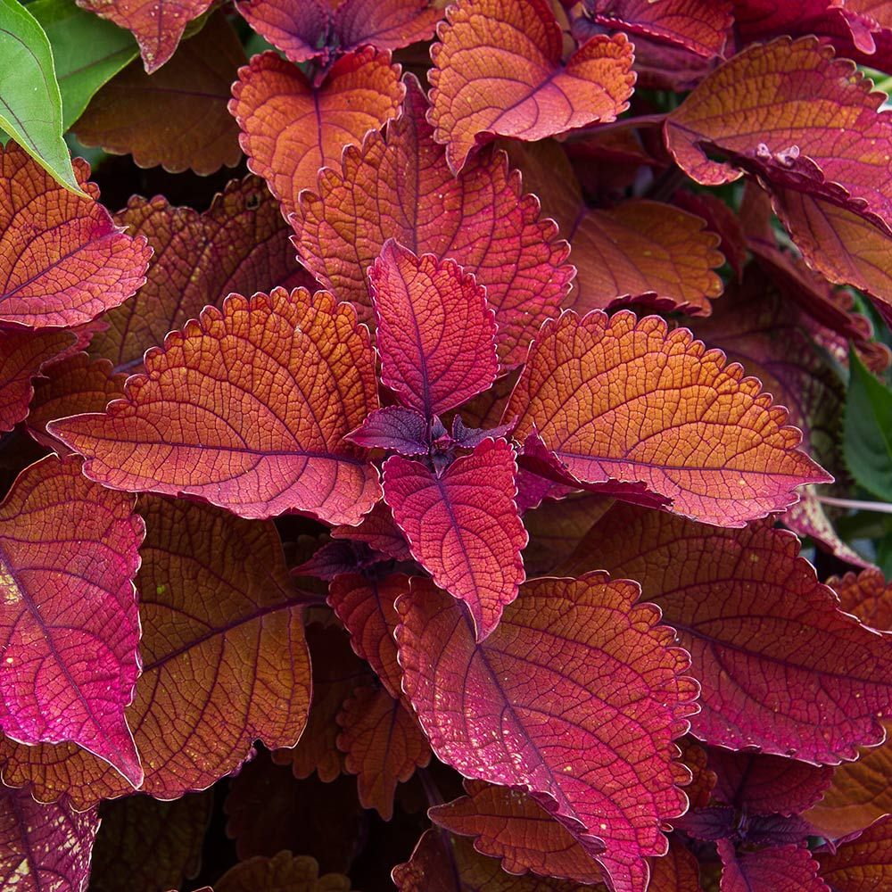 Coleus Mainstreet Sunset Boulevard™ | White Flower Farm