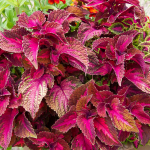  Coleus Main Street™ Sunset Boulevard