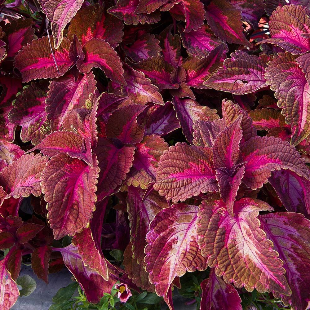 Coleus Main Street Sunset Boulevard White Flower Farm