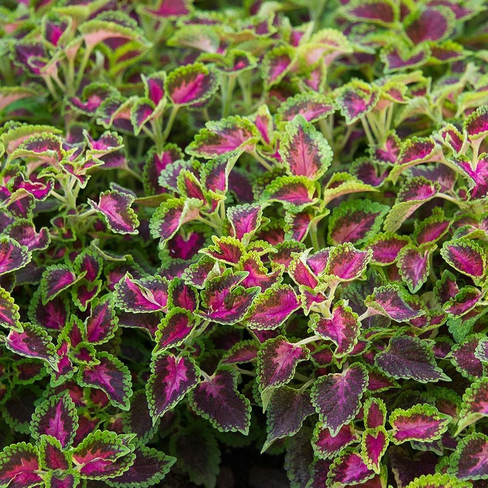 Coleus PartyTime™ Pink Berry