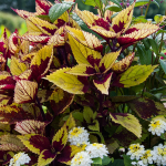  Coleus 'Pineapple Beauty'