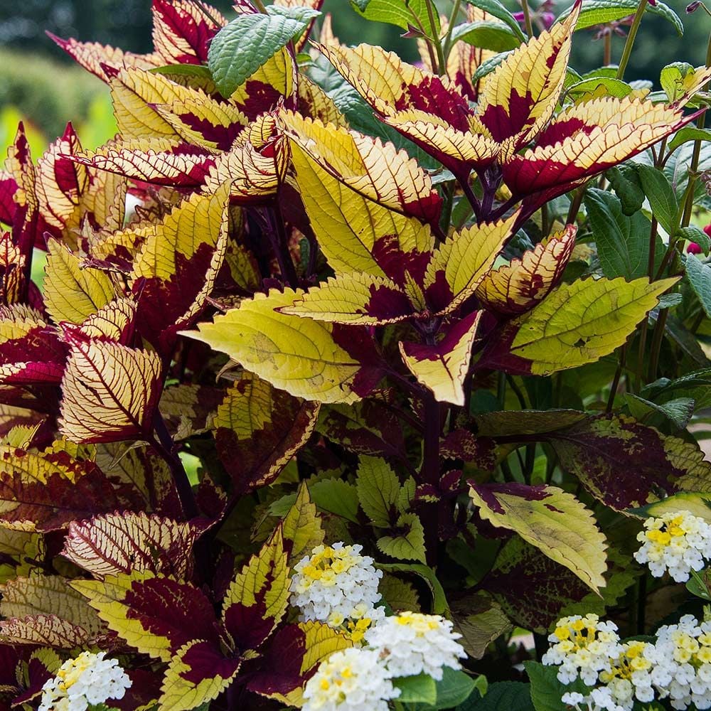 Coleus 'Pineapple Beauty'