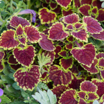  Coleus Burgundy Wedding Train