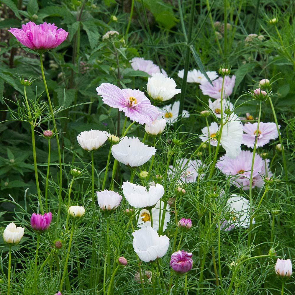 Cosmos bipinnatus Cupcakes Mix White Flower Farm