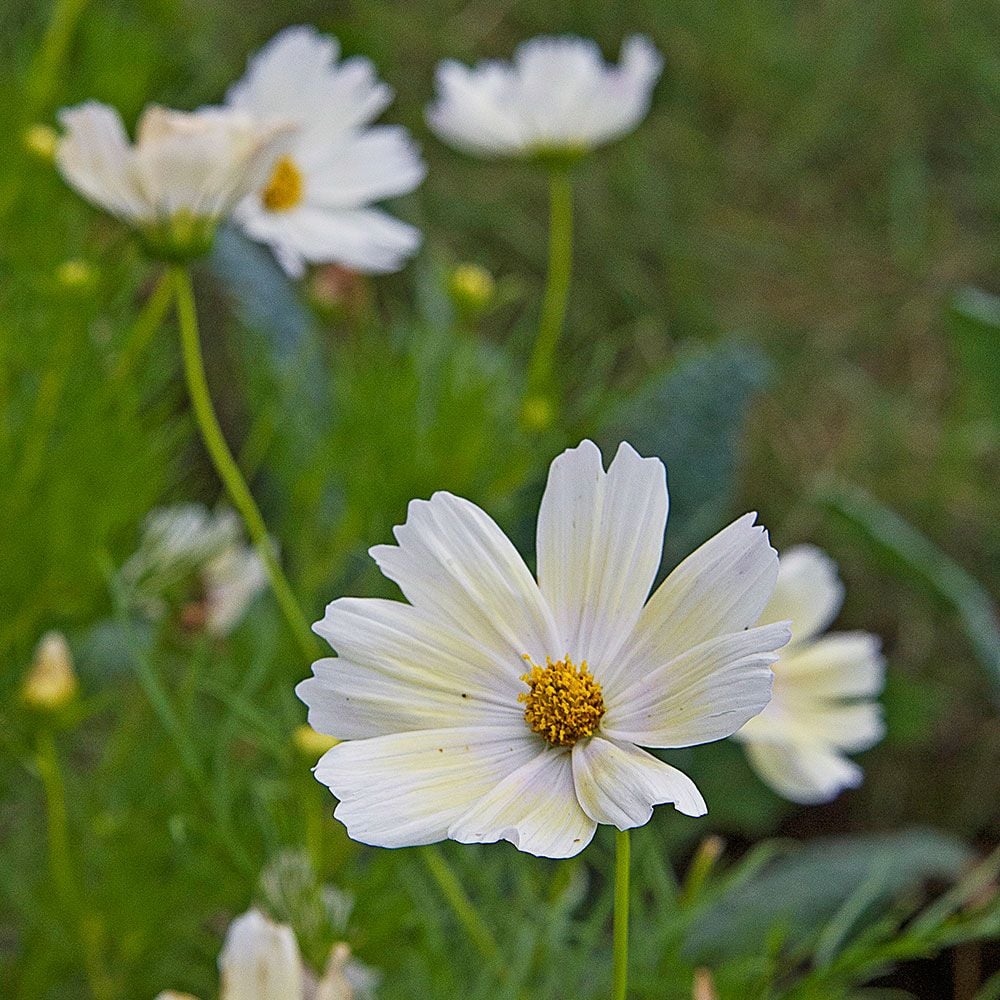 Cosmos bipinnatus 'Lemonade'