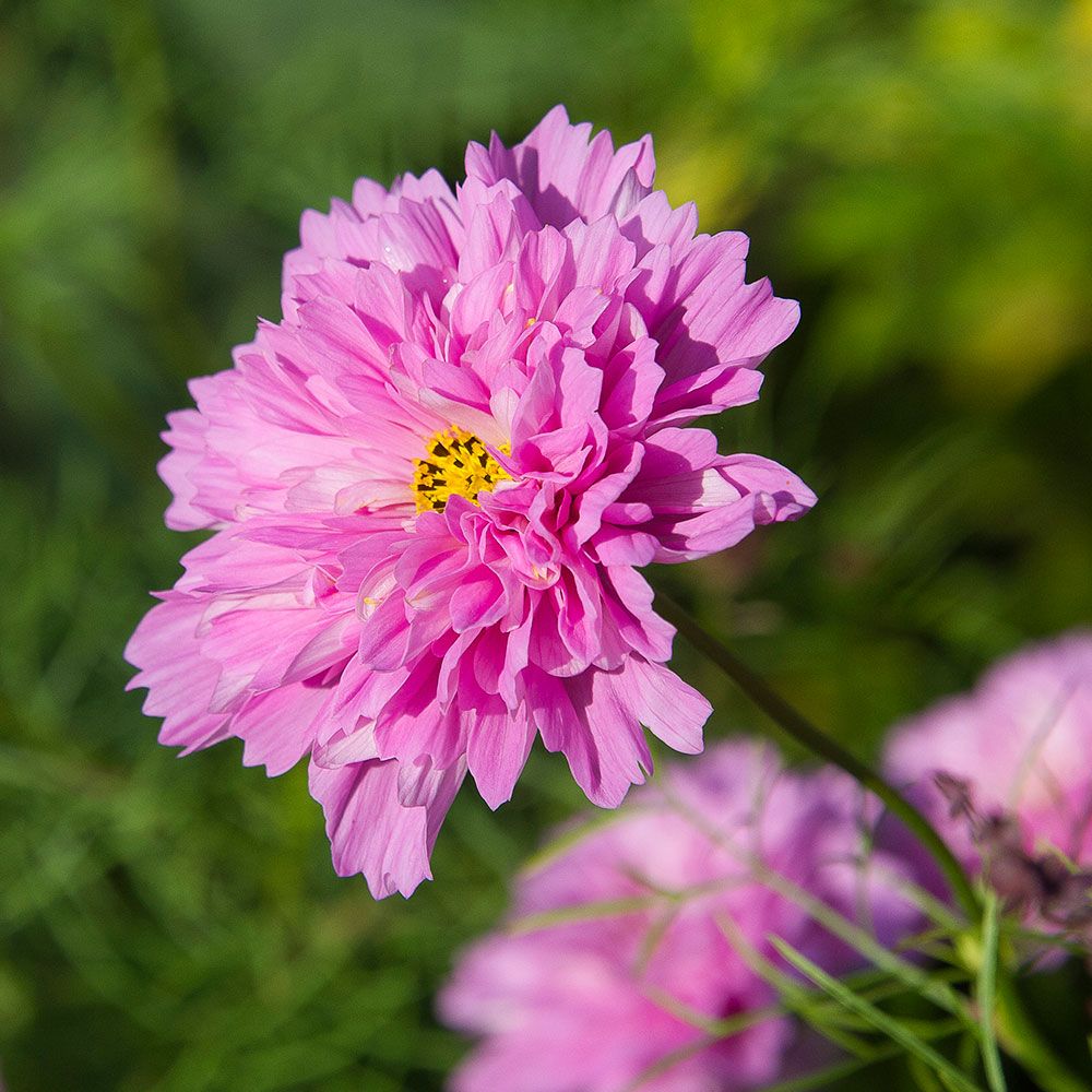 Cosmos bipinnatus 'Double Click Rose Bonbon'