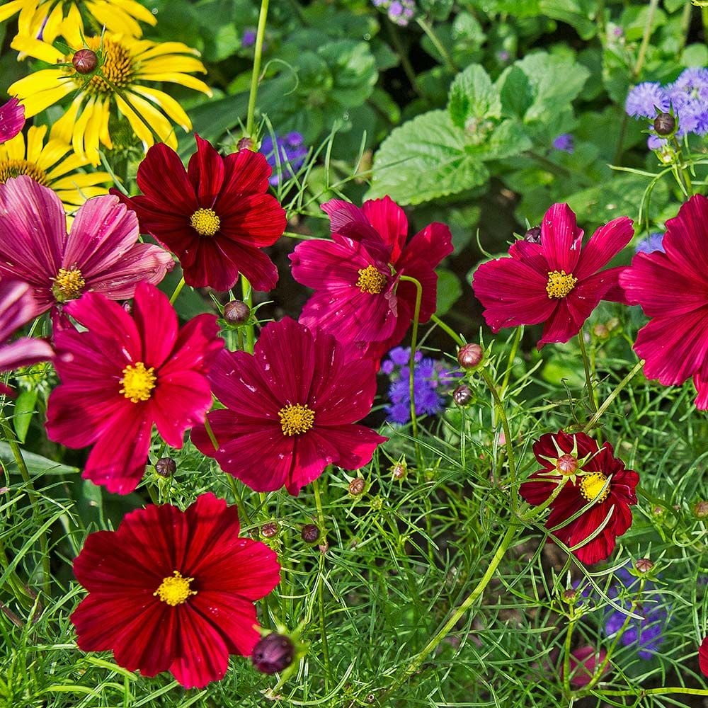 Cosmos bipinnatus 'Rubenza'