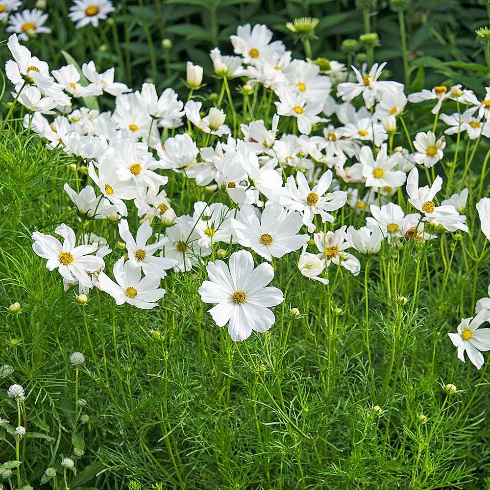 Cosmos bipinnatus 'Sonata White'