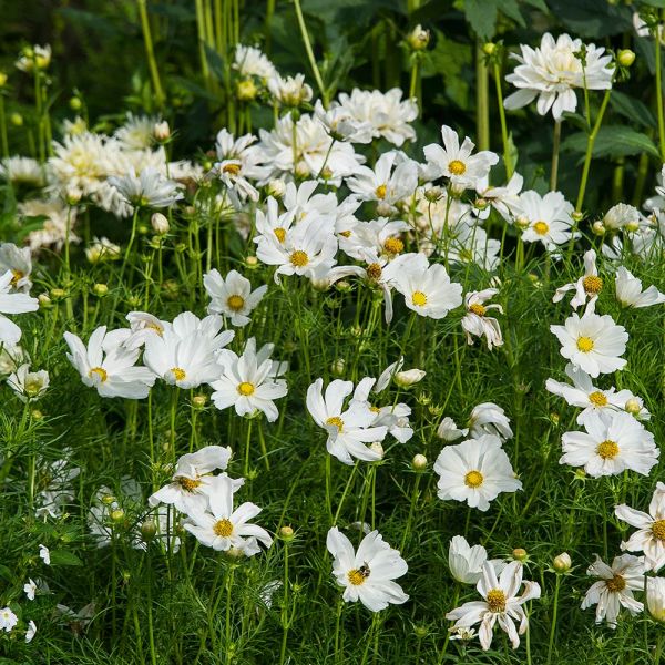 Cosmos bipinnatus 'Sonata White' White Flower Farm