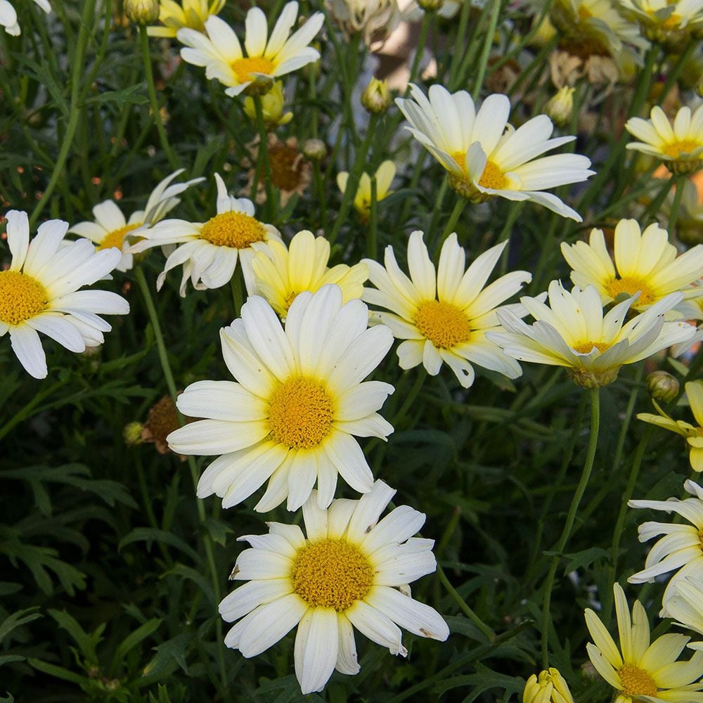 Cheerful Daisy Marguerite Poted Plant