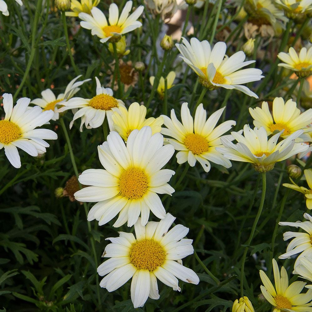 Argyranthemum frutescens Vanilla Butterfly®