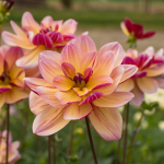  Dahlia 'Dark Butterfly'