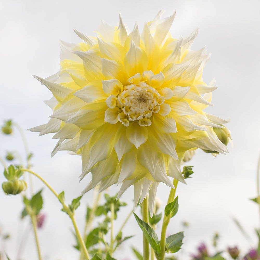 Dahlia Grand Prix White Flower Farm