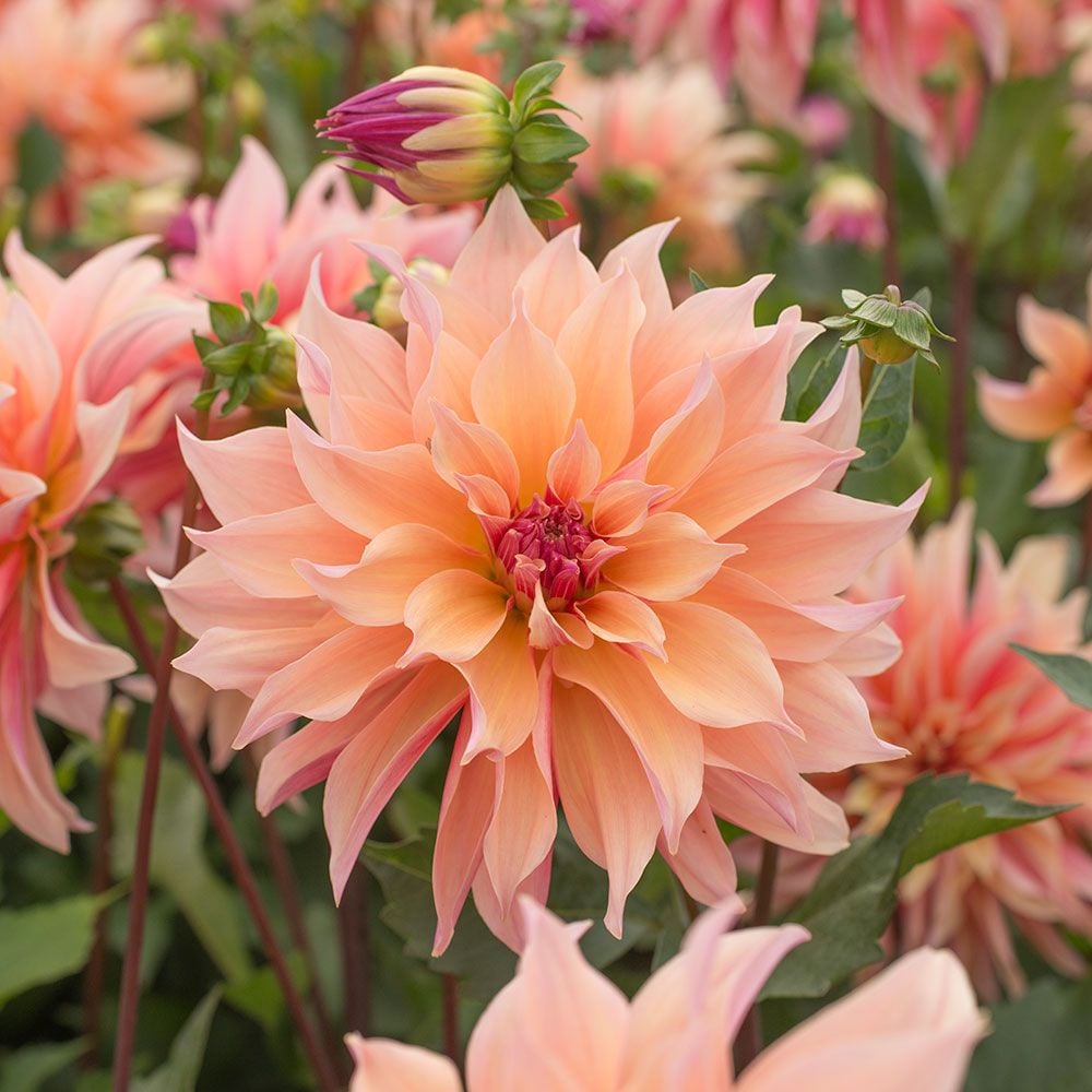Dahlia 'Labyrinth'