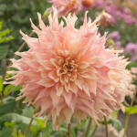 Giant Dahlias: 10