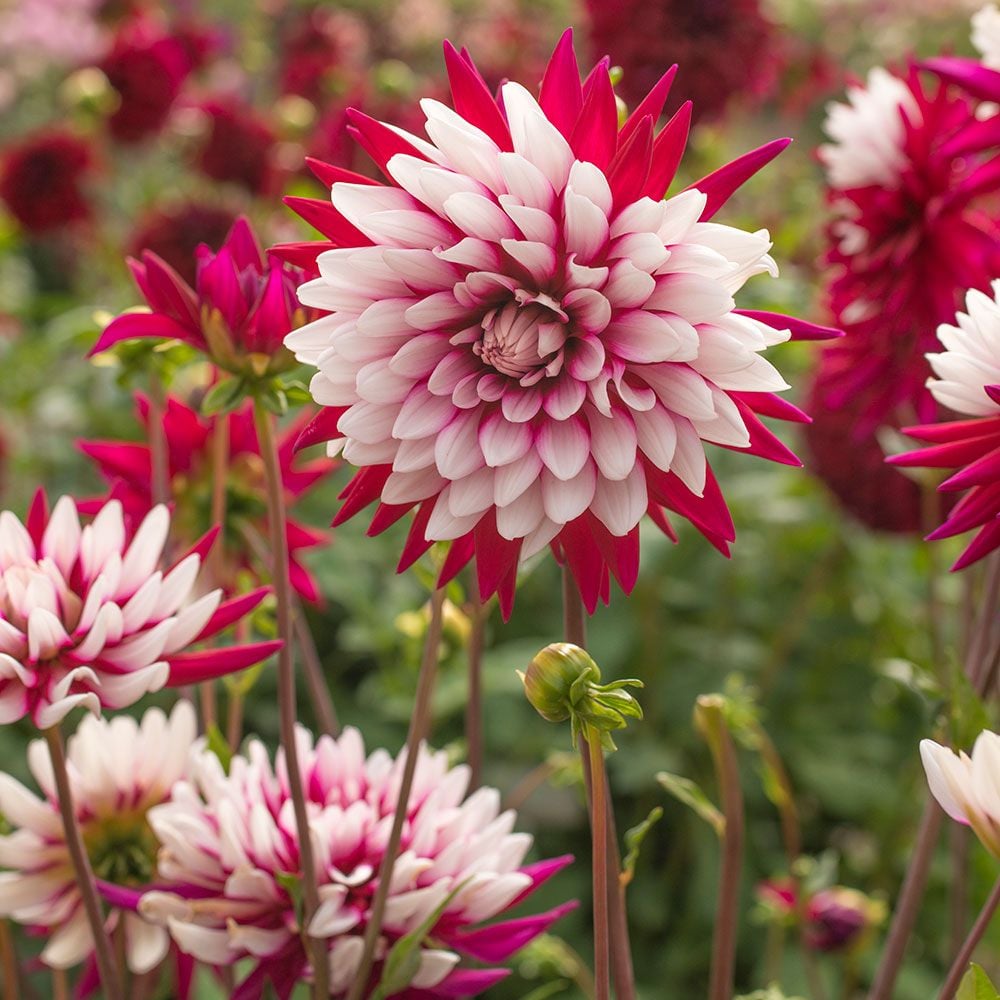 Miniature Dahlias  White Flower Farm