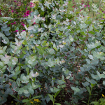  Eucalyptus gunnii 'Silver Drop'