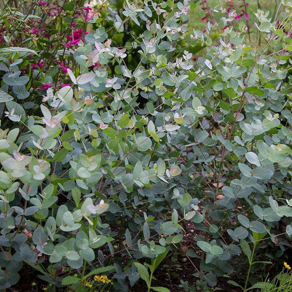 Eucalyptus gunnii 'Silver Drop'