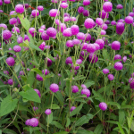  Gomphrena globosa 'Ping Pong Lavender'