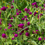  Gomphrena globosa 'Ping Pong Purple'