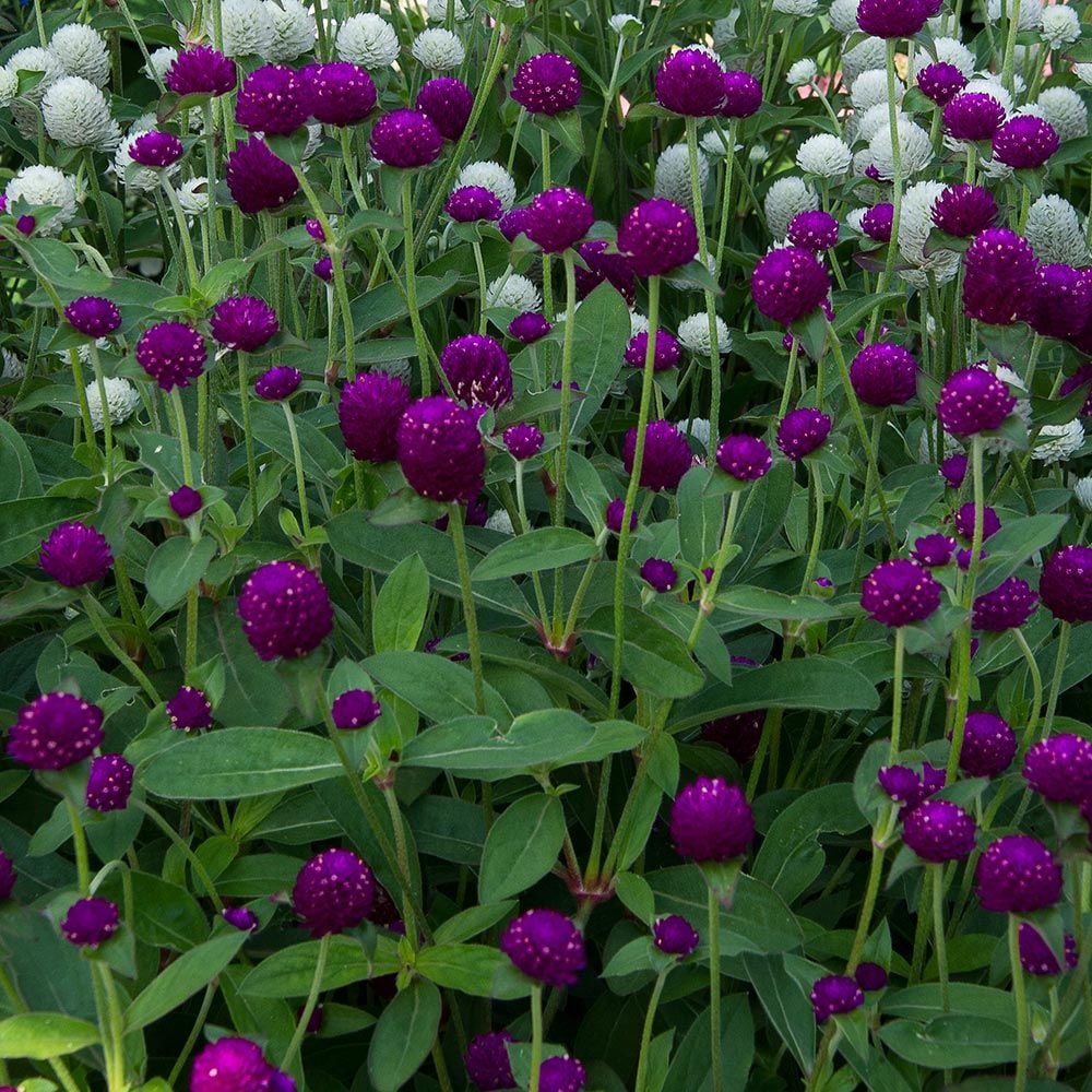 Gomphrena globosa Ping Pong Purple White Flower Farm