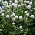  Gomphrena globosa 'Ping Pong White'