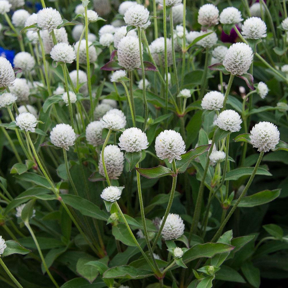 Gomphrena globosa 'Ping Pong White'