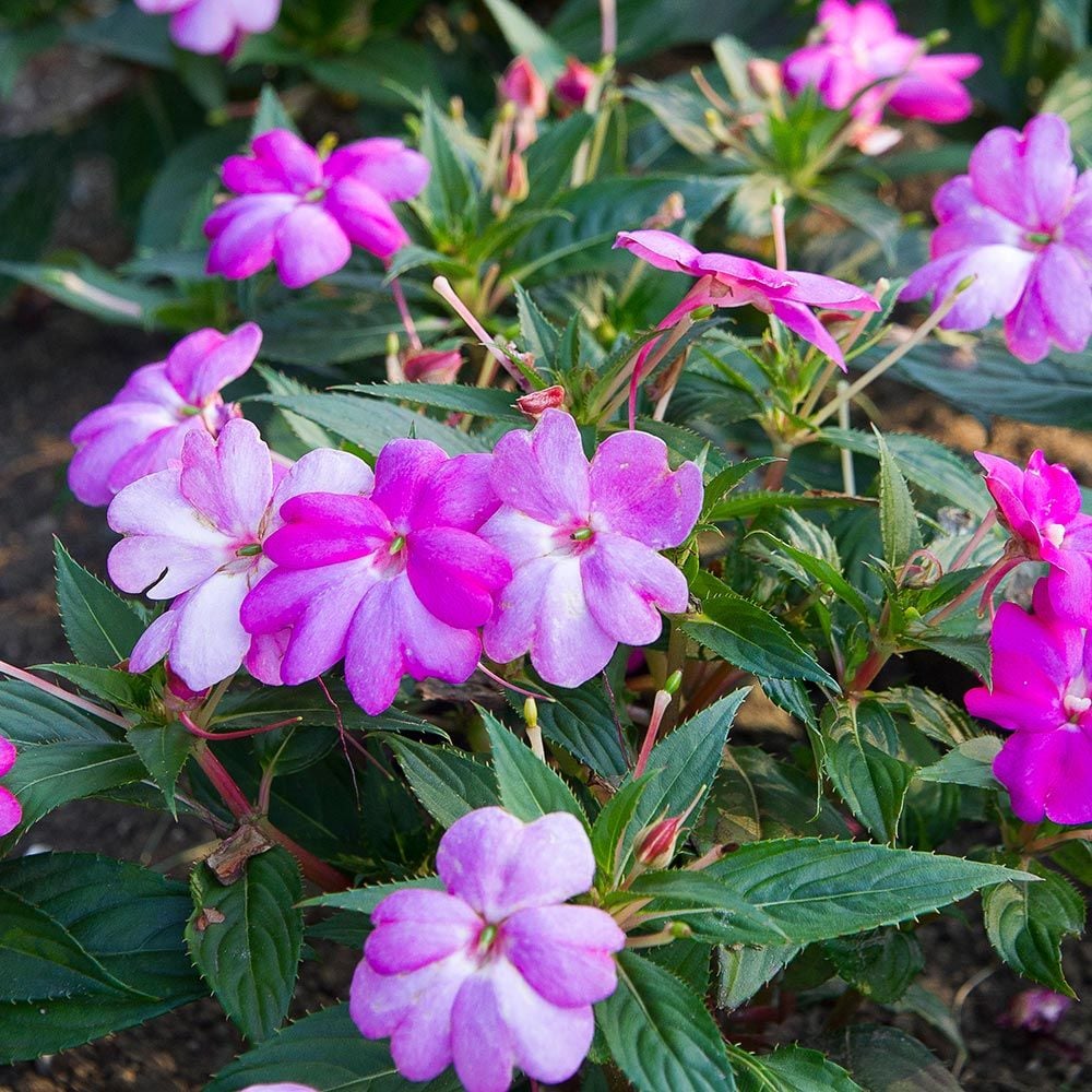 Impatiens Sun Harmony Vivid Pink - Thumbnail 2