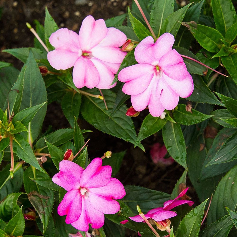 Impatiens Sun Harmony Vivid Pink