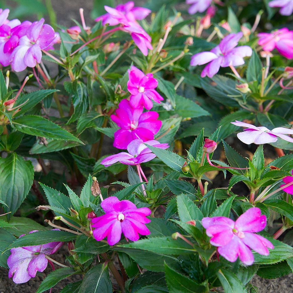 Impatiens Sun Harmony™ Vivid Pink White Flower Farm