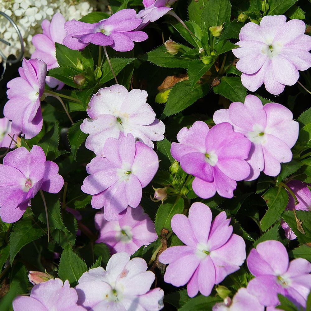 Impatiens SunPatiens® Compact Orchid Blush