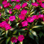  Impatiens SunPatiens® Compact Tropical Rose