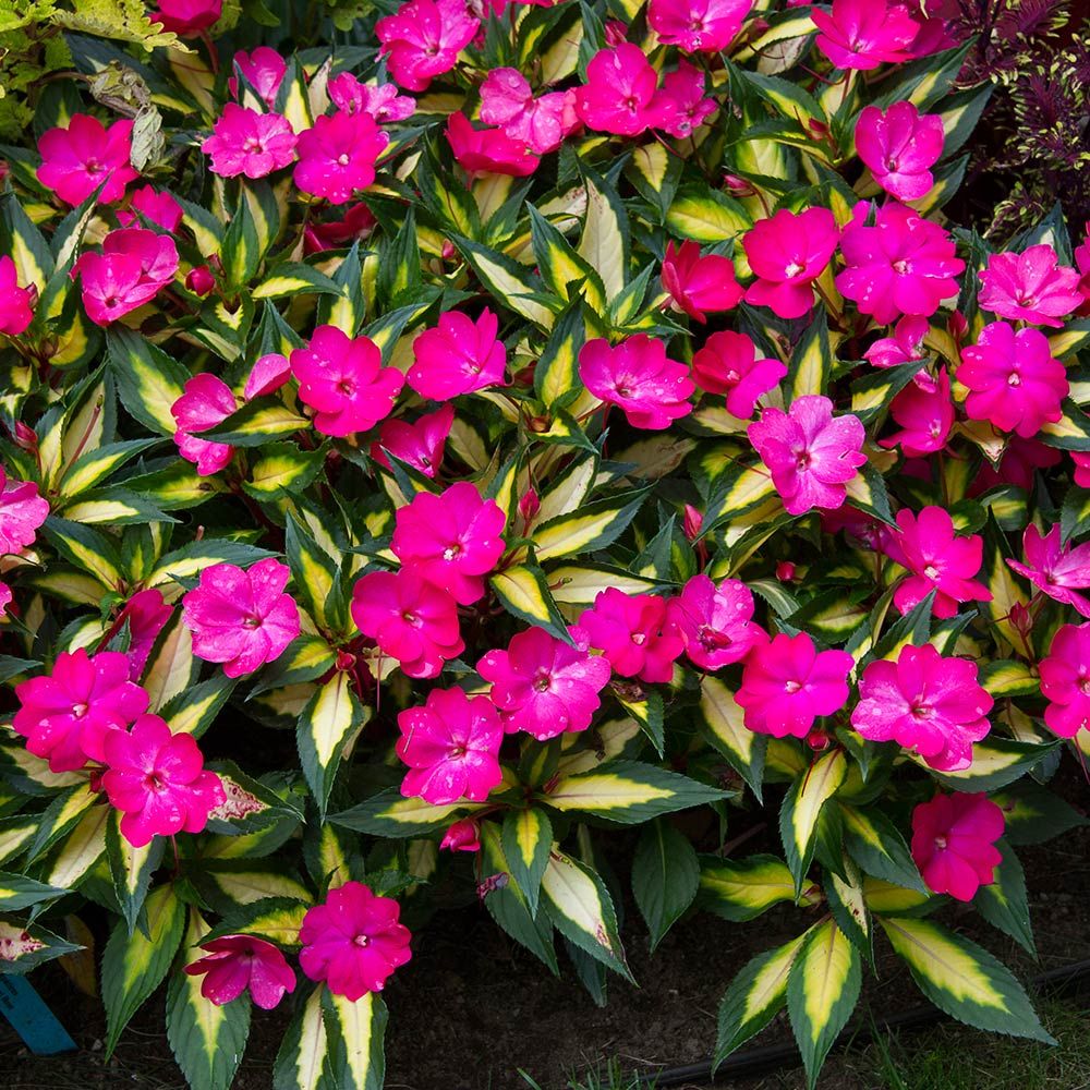 Impatiens SunPatiens® Compact Tropical Rose White Flower Farm