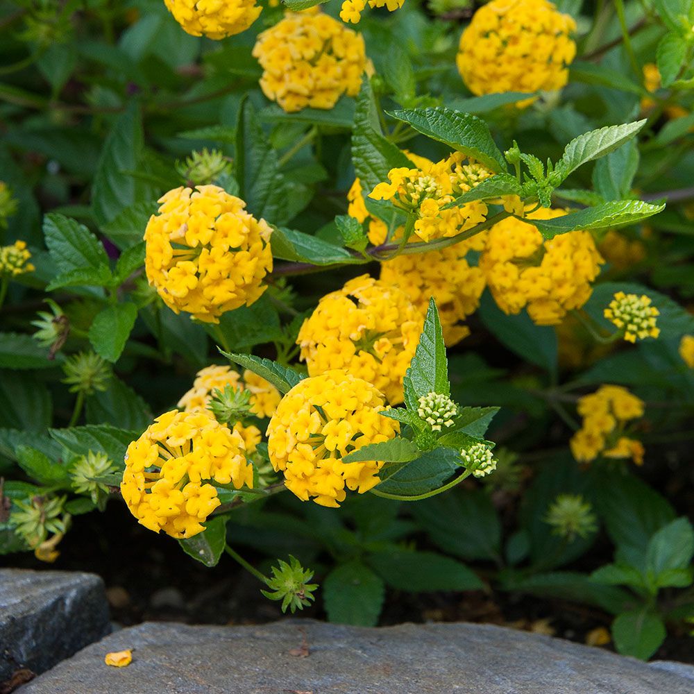 Lantana camara Bandana® Gold White Flower Farm