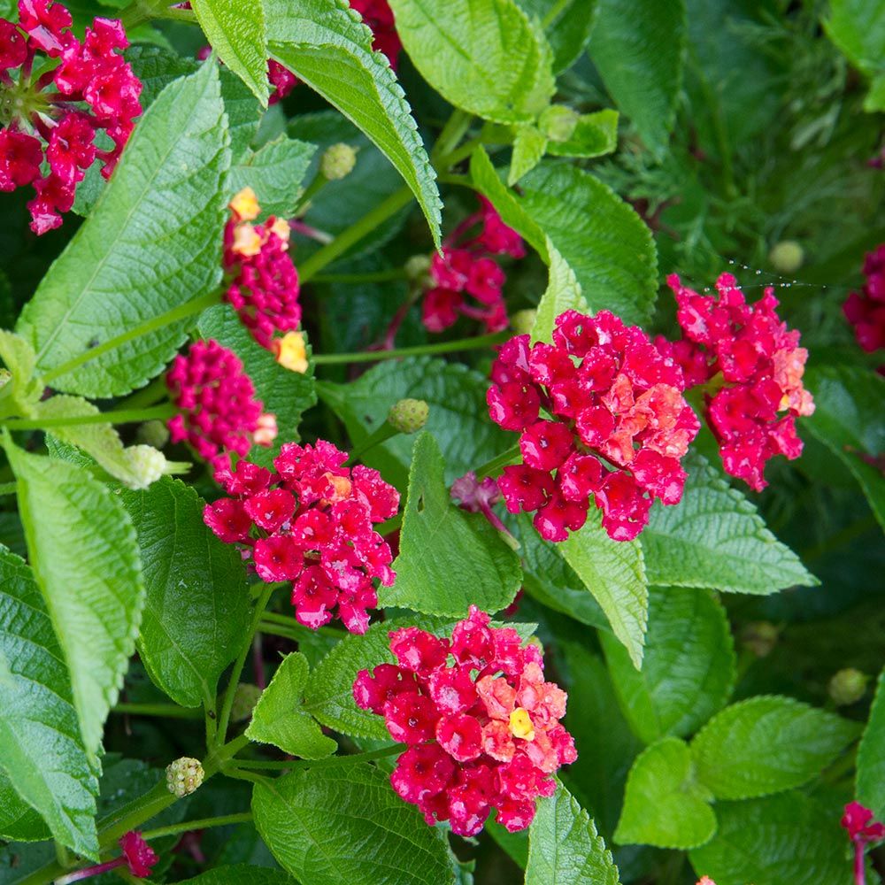 Lantana Bloomify™ Red White Flower Farm
