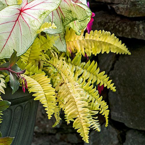 Golden Boston Fern