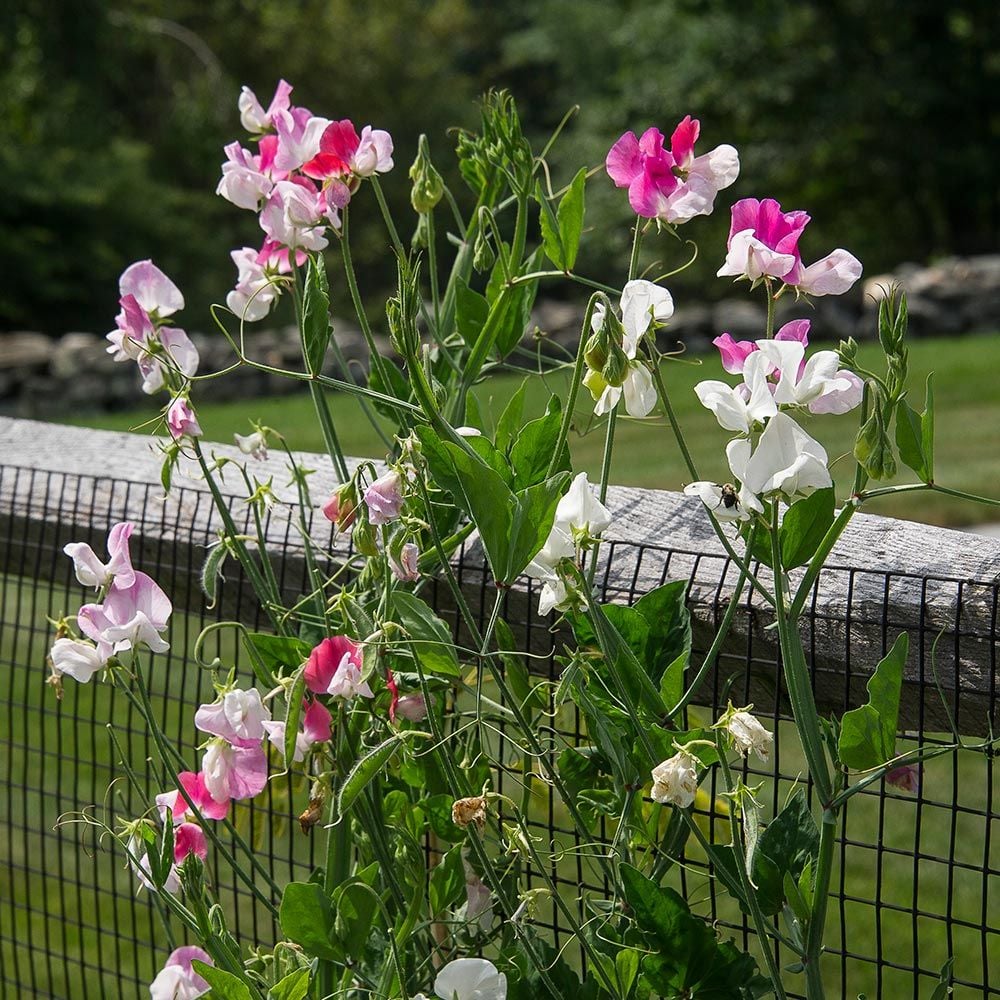 Sweet Pea 'Cheri Amour' (Lathyrus odoratus)