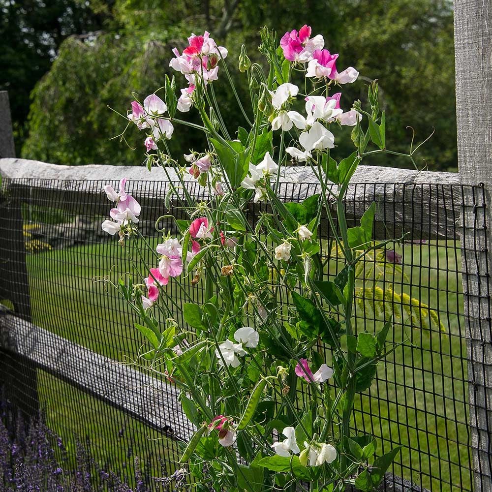 Sweet Pea 'Cheri Amour' (Lathyrus odoratus) White Flower Farm
