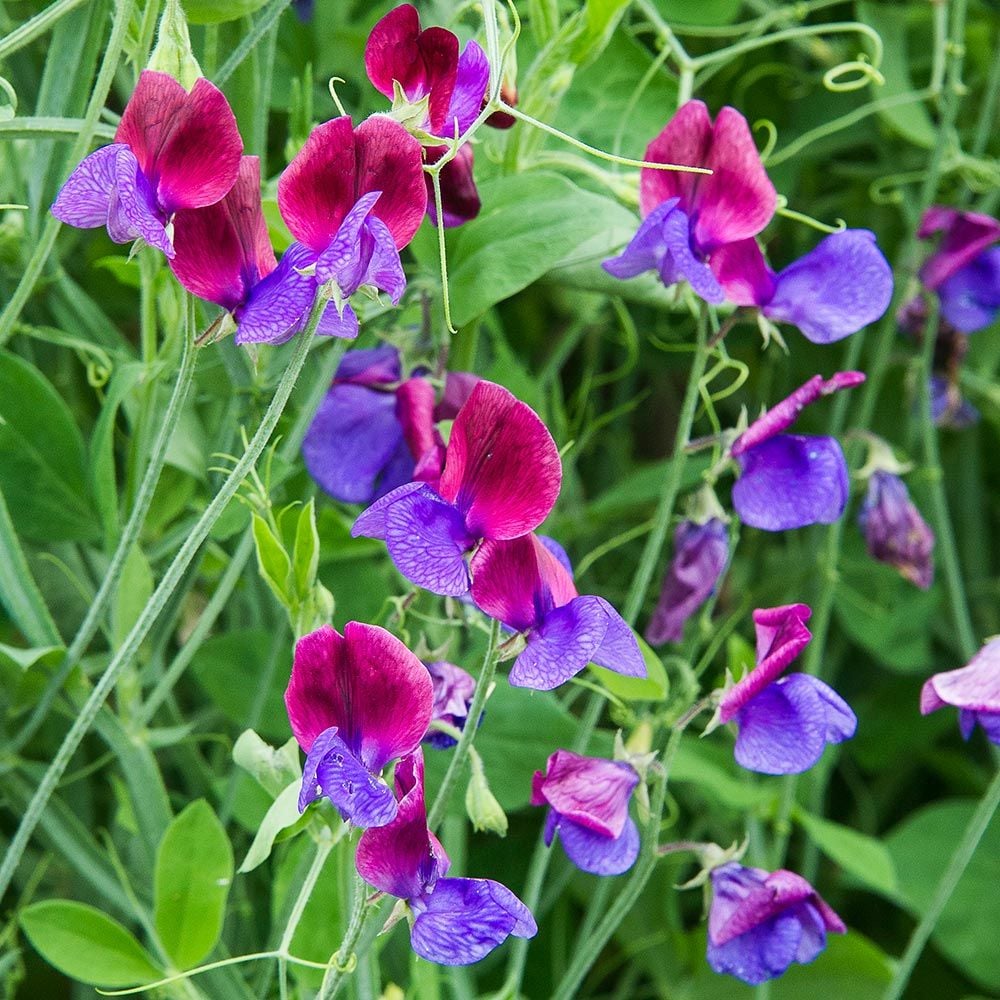 Sweet Pea \'Cupani\'s Original\' odoratus) (Lathyrus | Flower Farm White