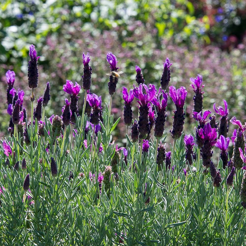 Lavender Stoechas Javelin Forte Deep Purple Lavandula Stoechas Javelin Forte Deep Purple White Flower Farm