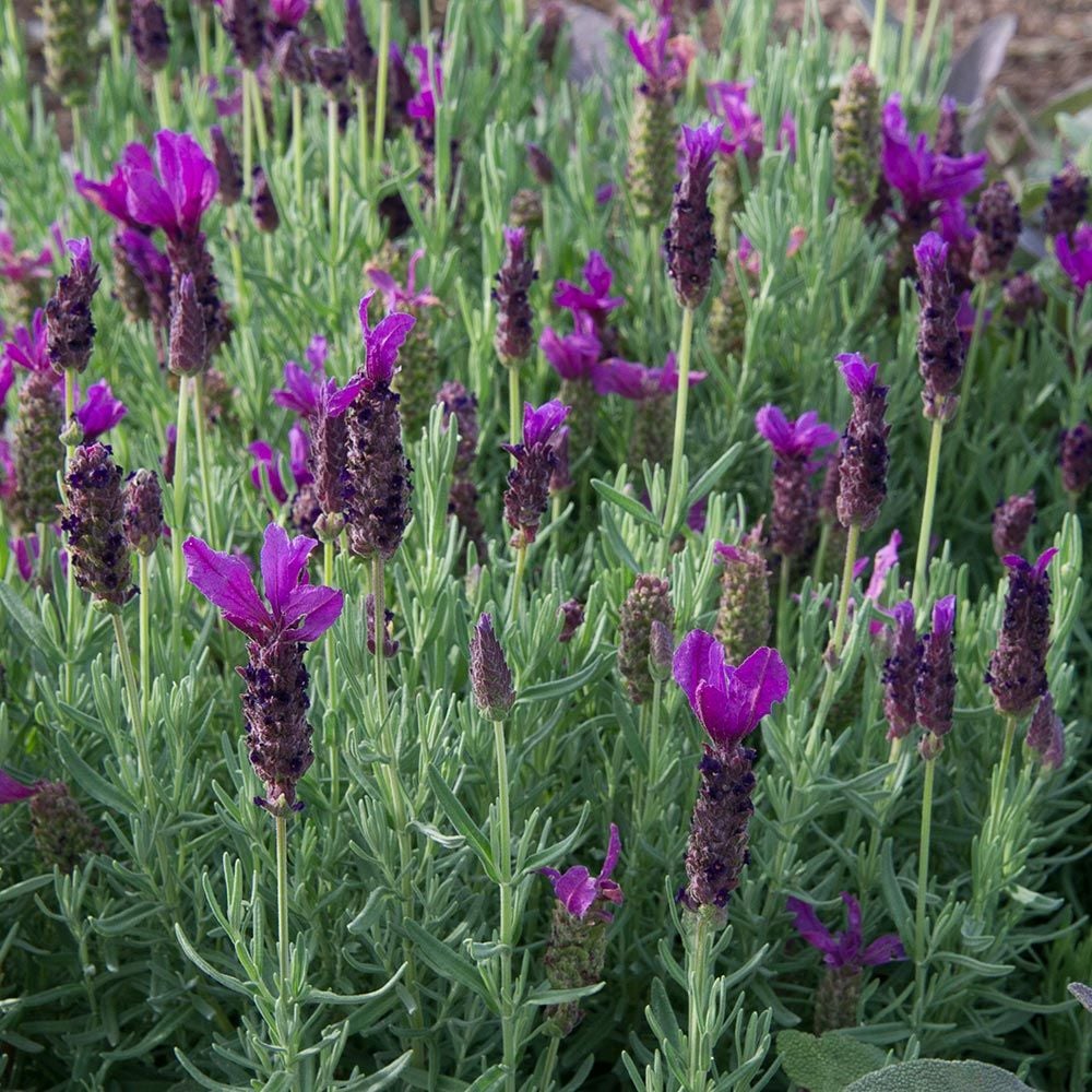 White Lavandula Farm Deep (Lavender) Forte™ Flower Javelin Purple | stoechas