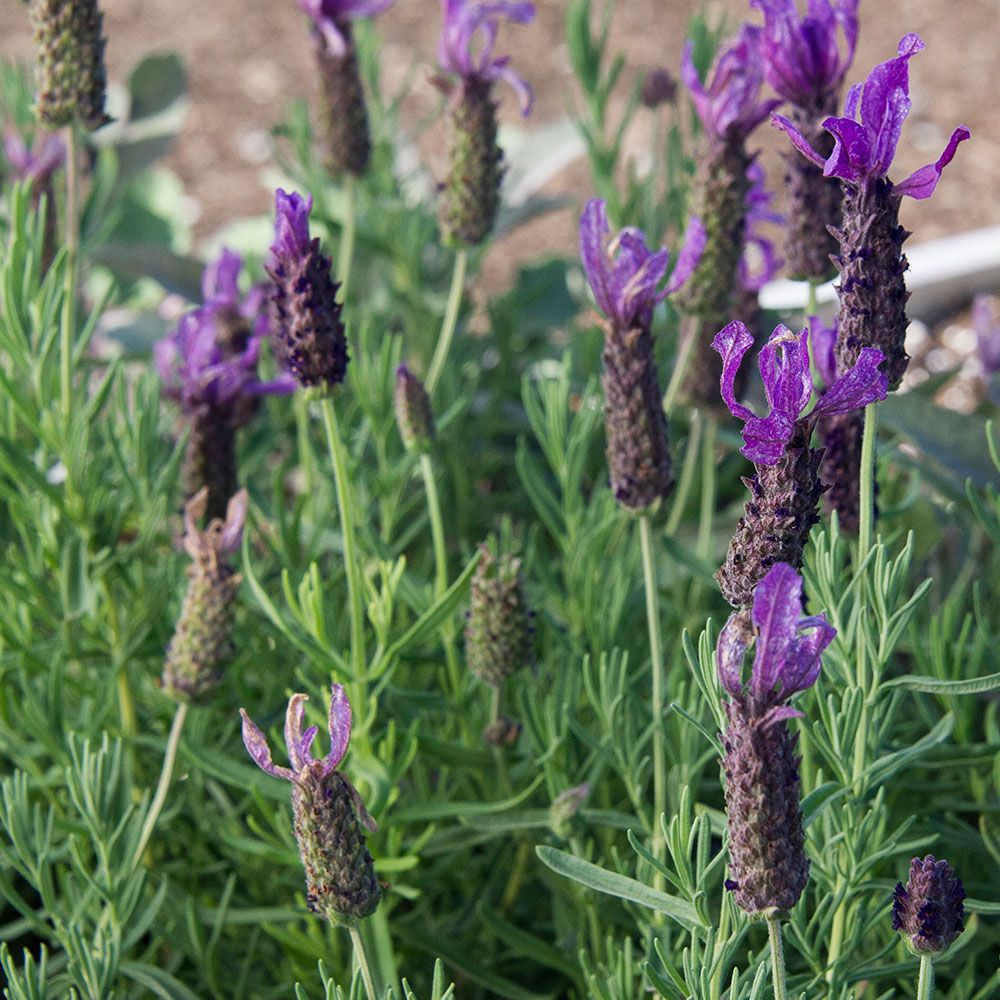 Lavandula stoechas (Lavender) Javelin Forte™ Deep Purple White Flower